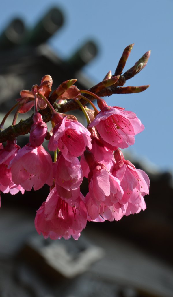 緋寒桜
