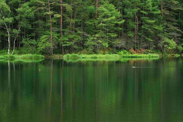御射鹿池の住人