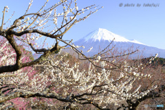 梅香に包まれて