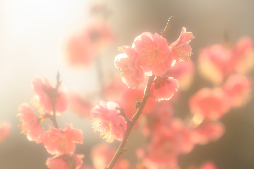 儚き光