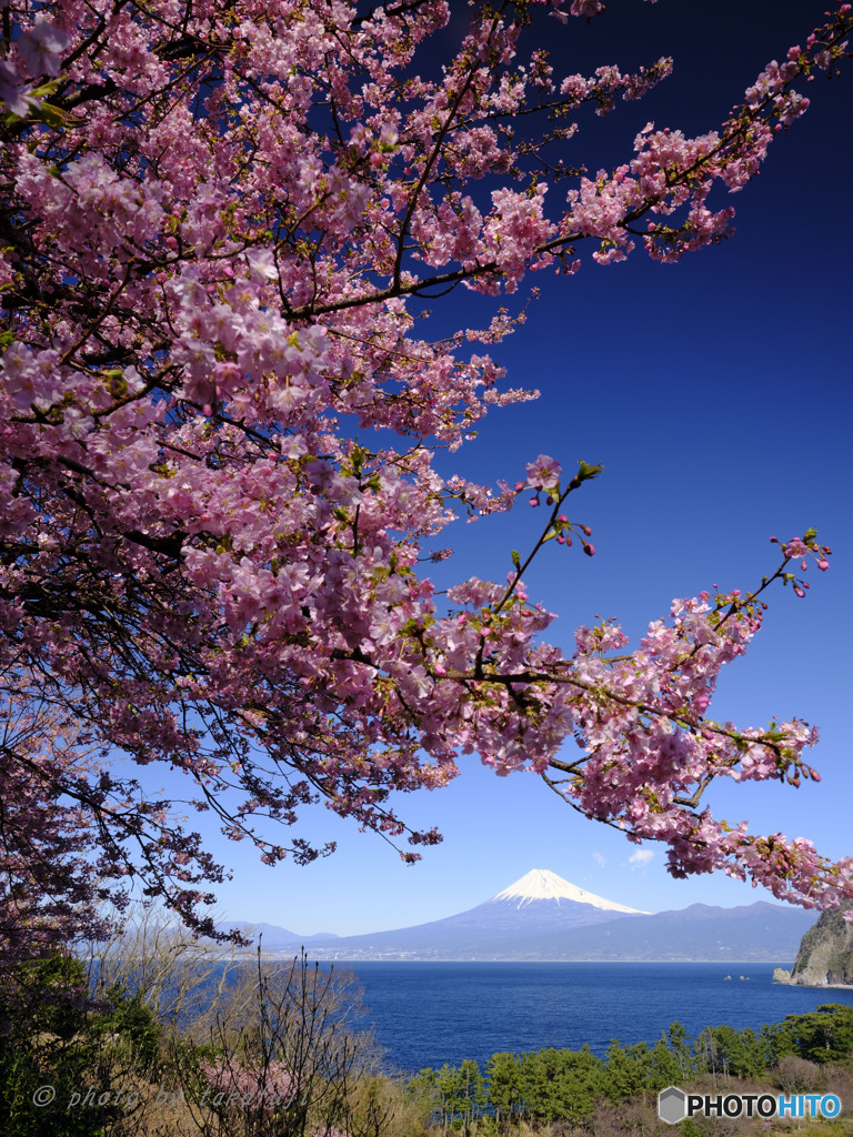 桜花蒼春