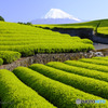 茶匠の庭