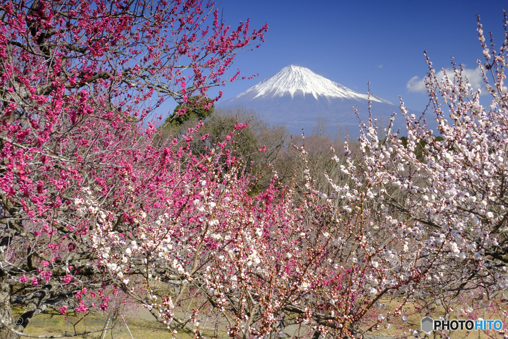 2月23日 ~富士山の日~