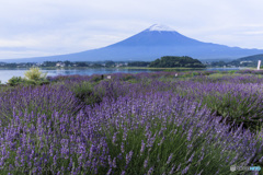 花曇りの朝に