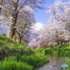 桜の華