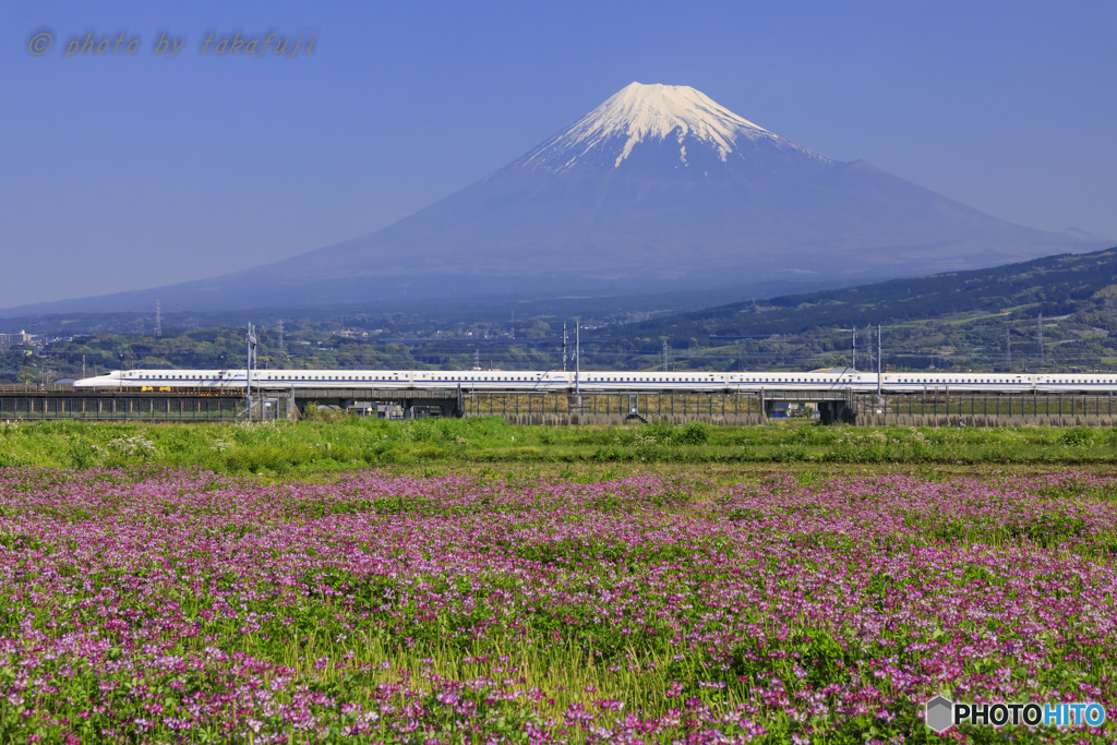 蓮華の咲く候