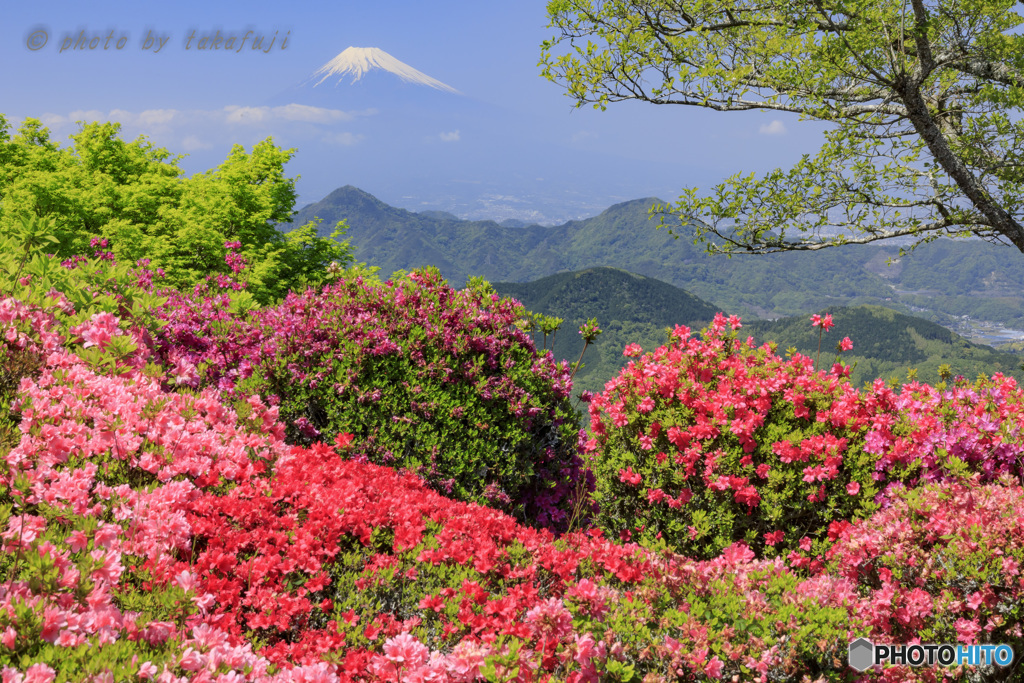 天空の花園