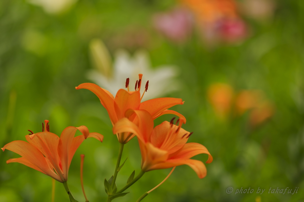 My Soul　Color