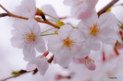 精一杯の春