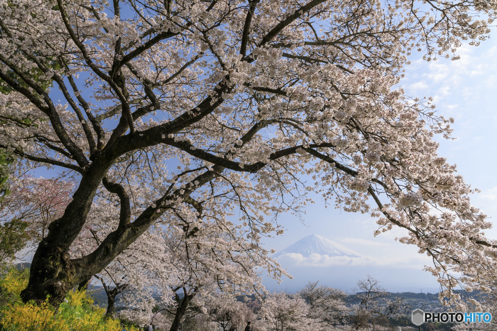 桜花絢爛