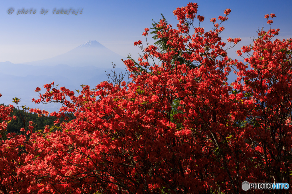 Red Passion 