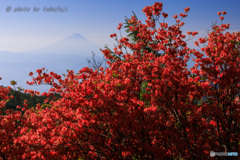 Red Passion 