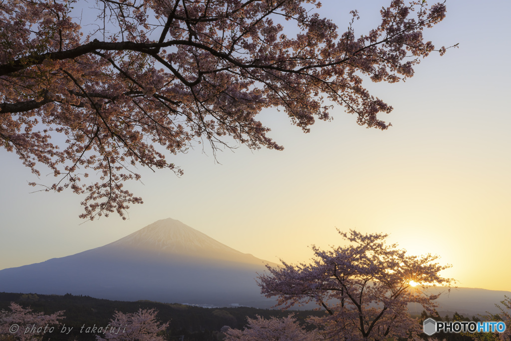 光輝の桜