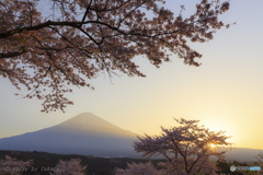 光輝の桜