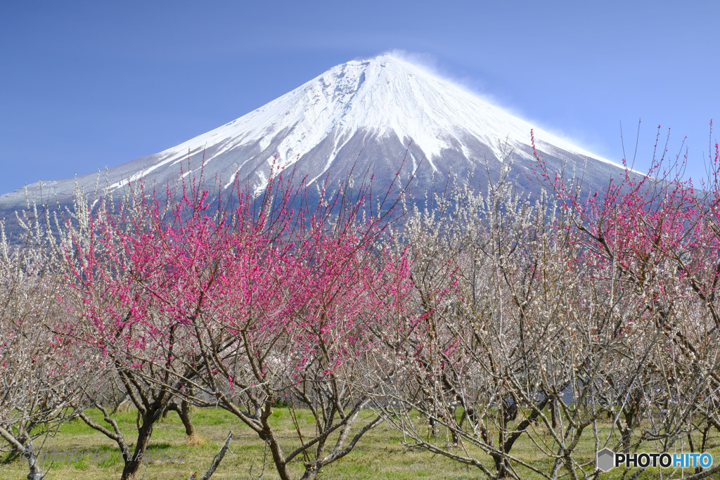 春富士を愛でる