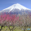 春富士を愛でる