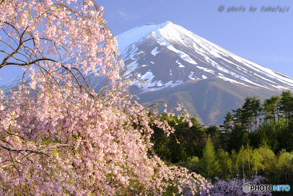 最期の桜