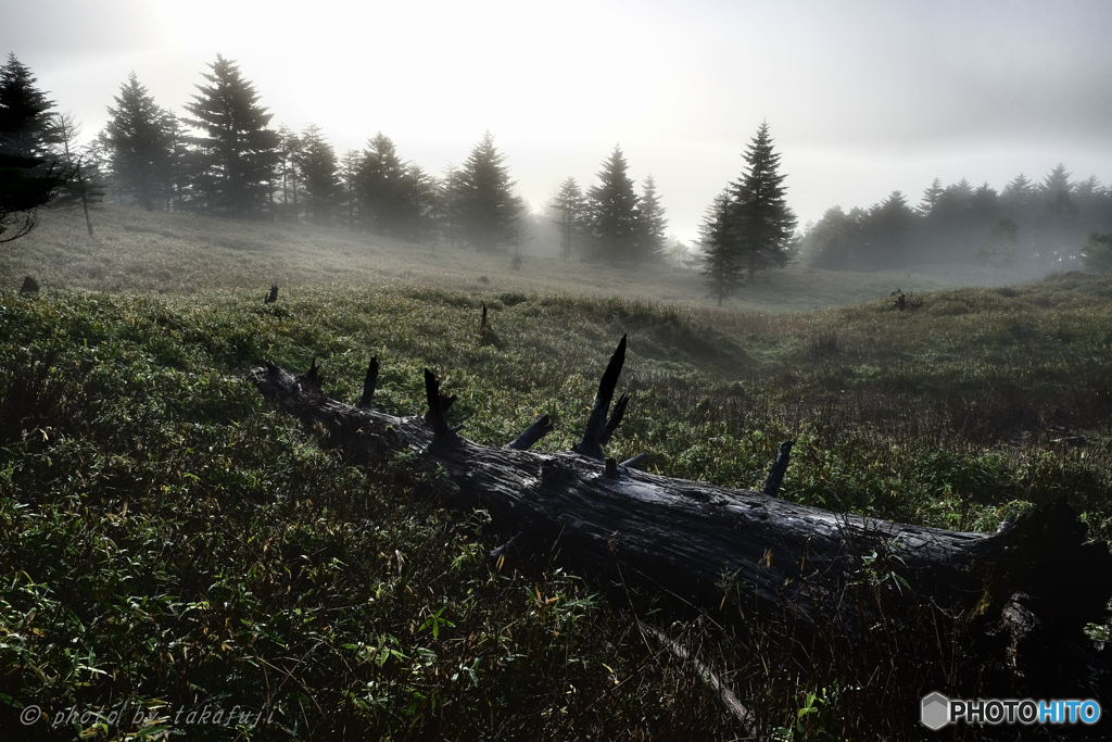 Misty Morning