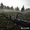 Misty Morning
