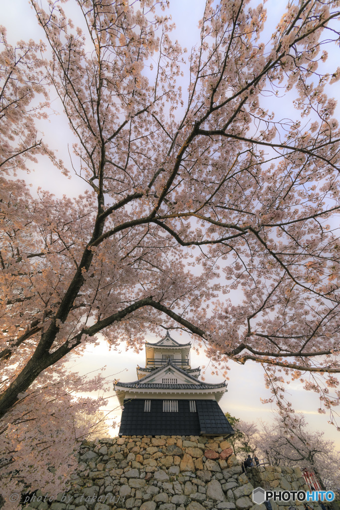 桜花泰平