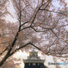 桜花泰平