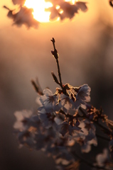 黄昏桜