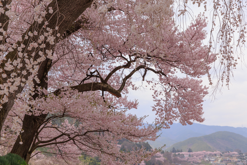 桜の杜を見下ろして