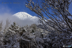 春雪の朝