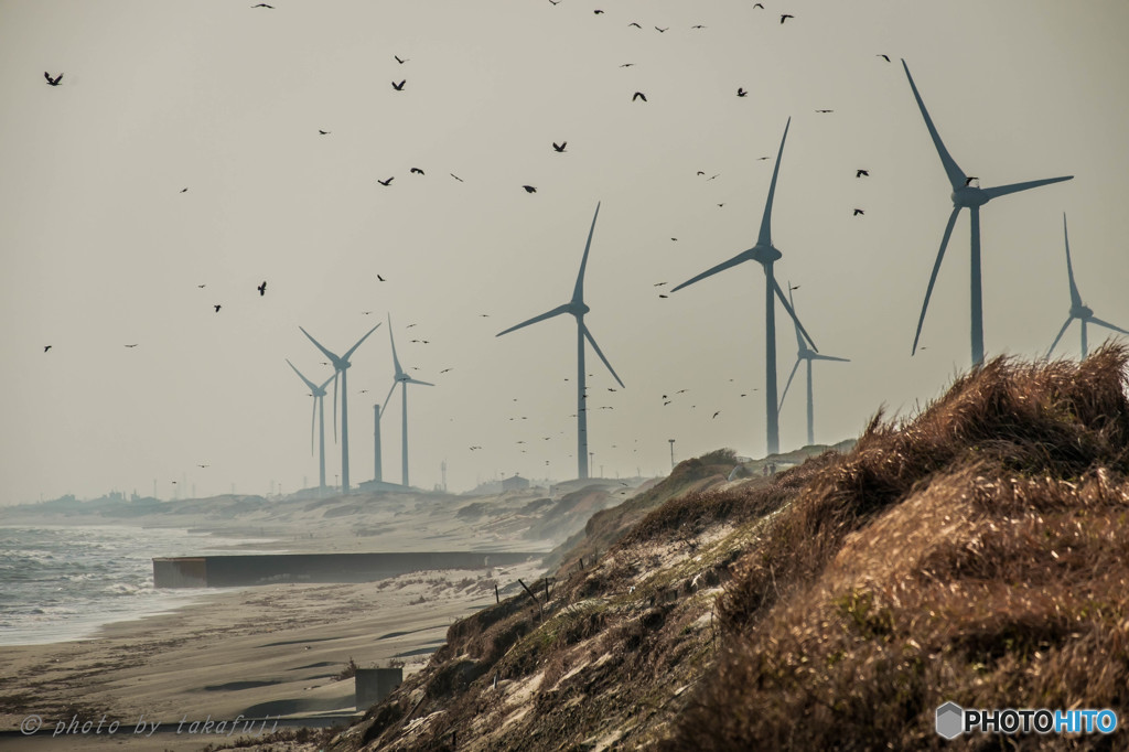 Wild Birds