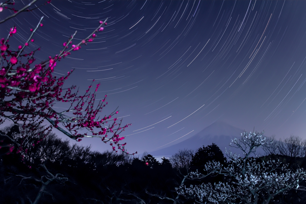 寒は戻れど星戻らず