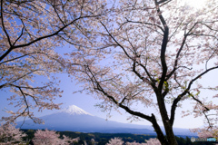 桜花繚乱