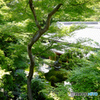 初夏を感じて