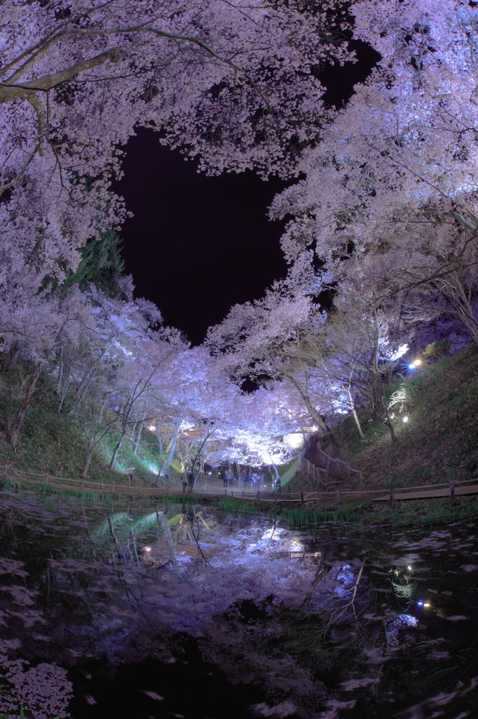 桜雲　その名の如く