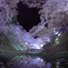 桜雲　その名の如く