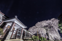 母べえの桜