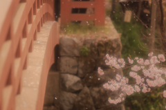 桜雲からの別れ雪