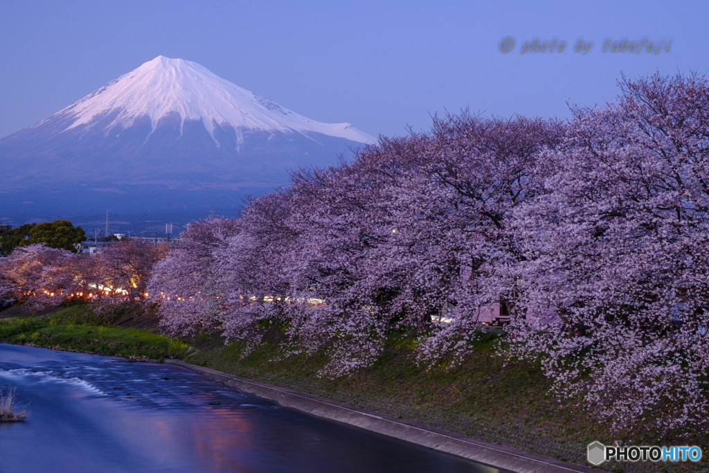 Twilight Blossom