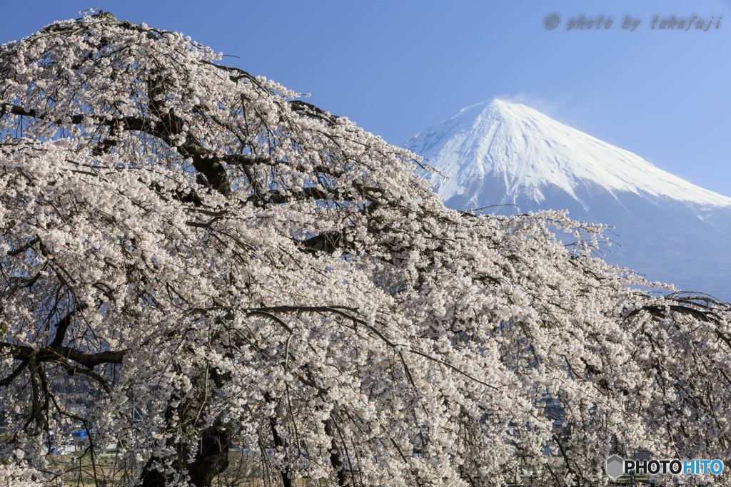 富嶽春景