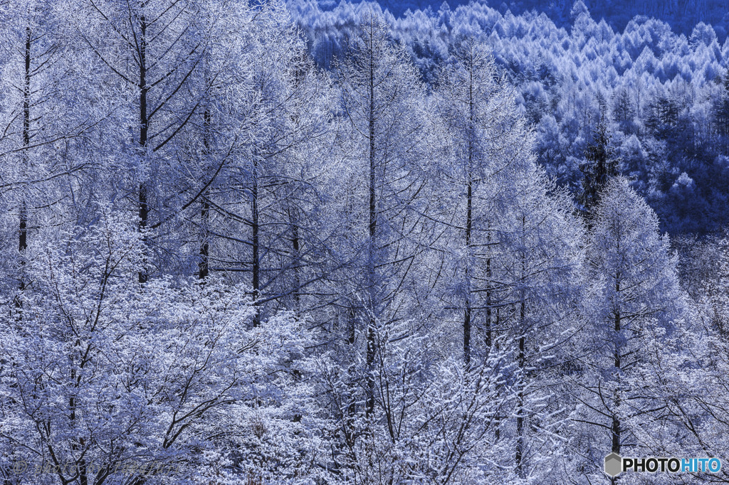 Winter　Forest