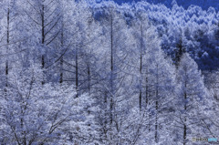 Winter　Forest