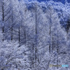 Winter　Forest