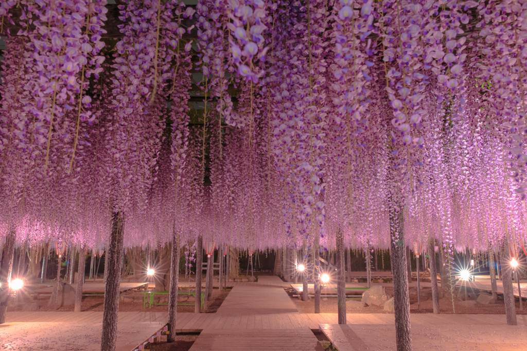 Chandelier of wisteria