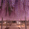 Chandelier of wisteria