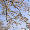 春爛漫