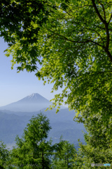 萌木の彼方に