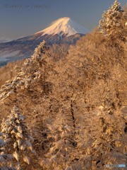 昇陽に輝く