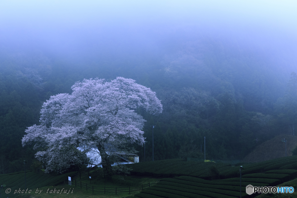 春雨の朝