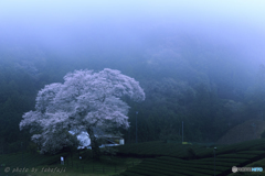 春雨の朝