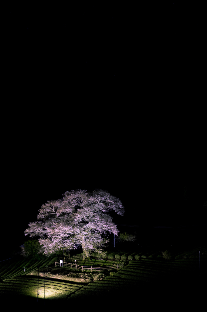 君待ちの灯り