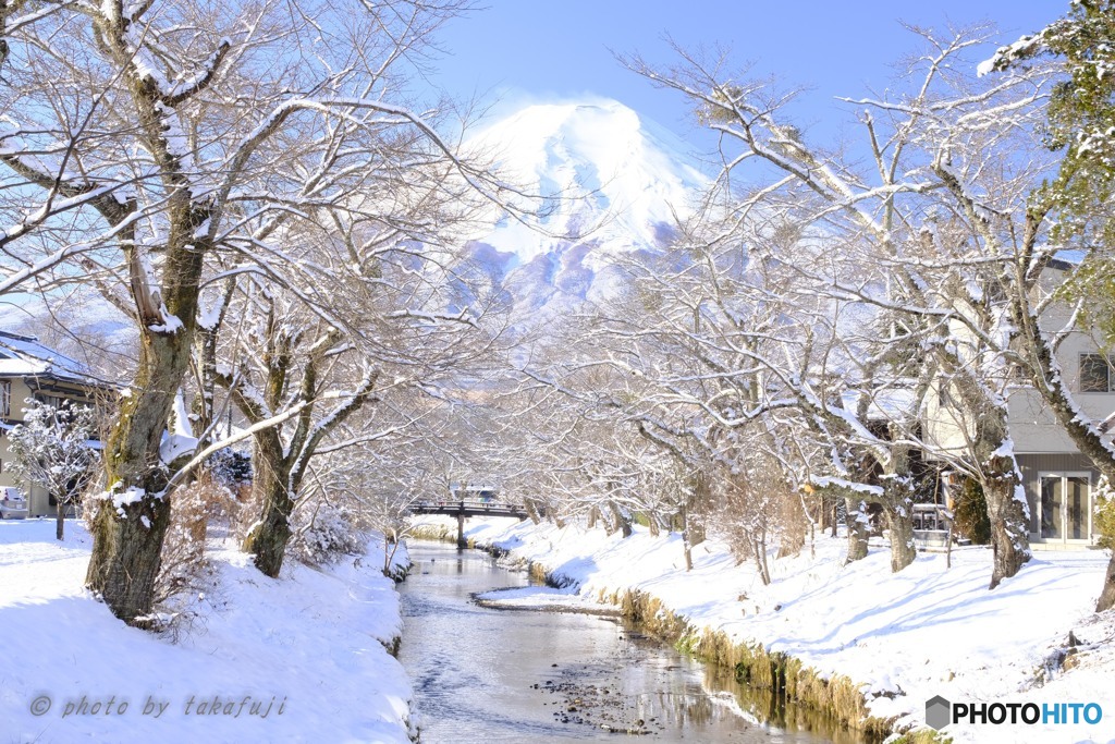 新雪に輝く